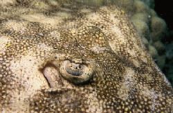 Yellow Spotted Stingray, taken with a Nikonos V, 35mm len... by Mike Smith 